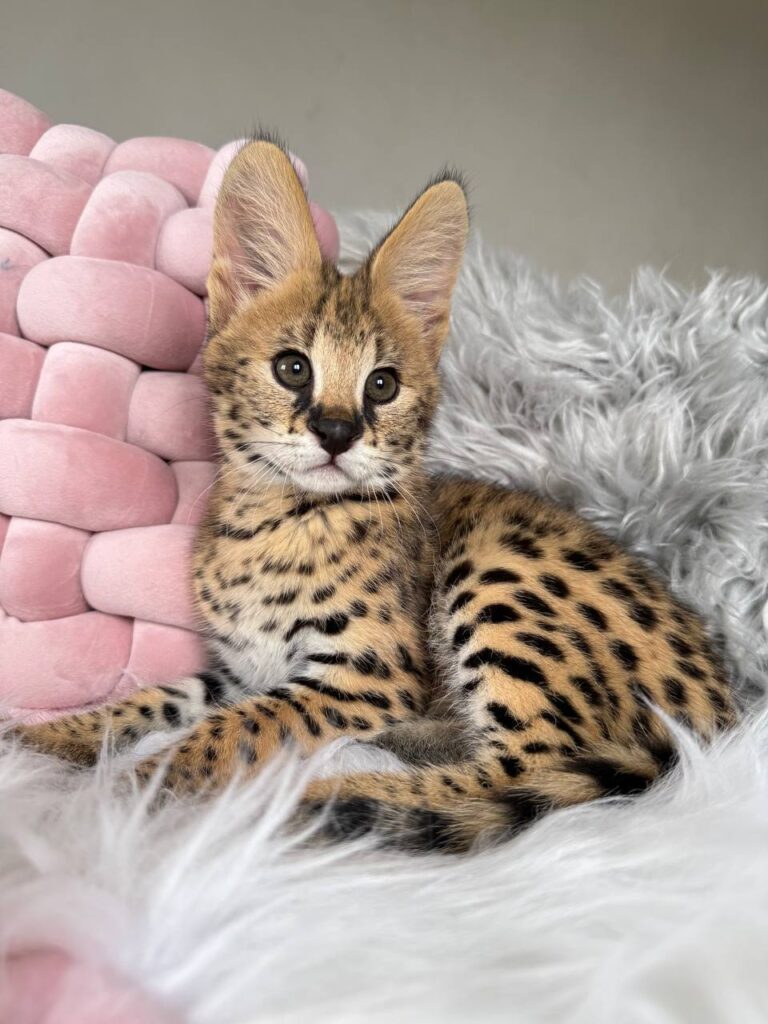 african serval