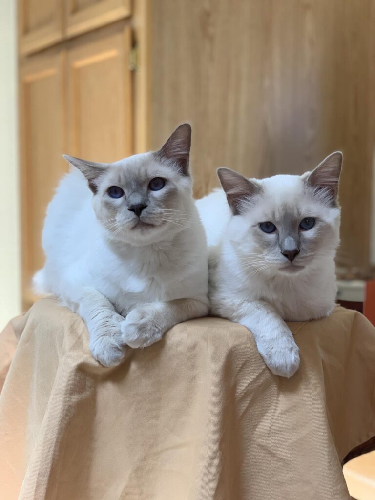 balinese katt
