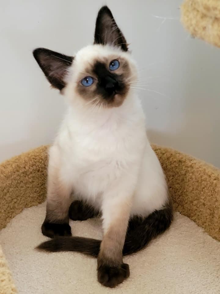 balinese cat