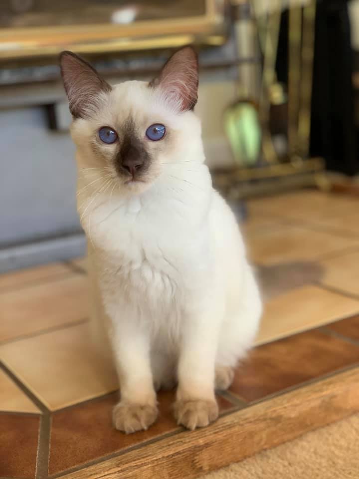 balinese cat