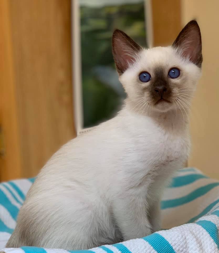 balinese kitten