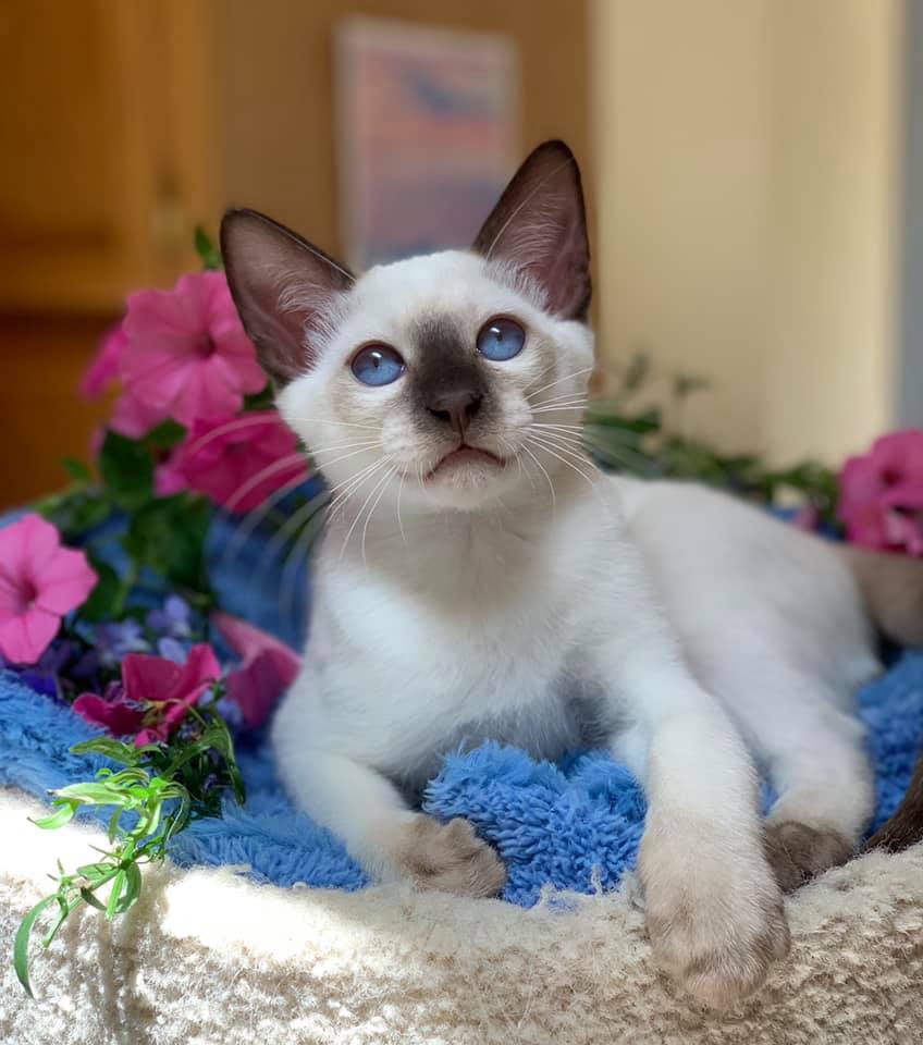 balinese kitten