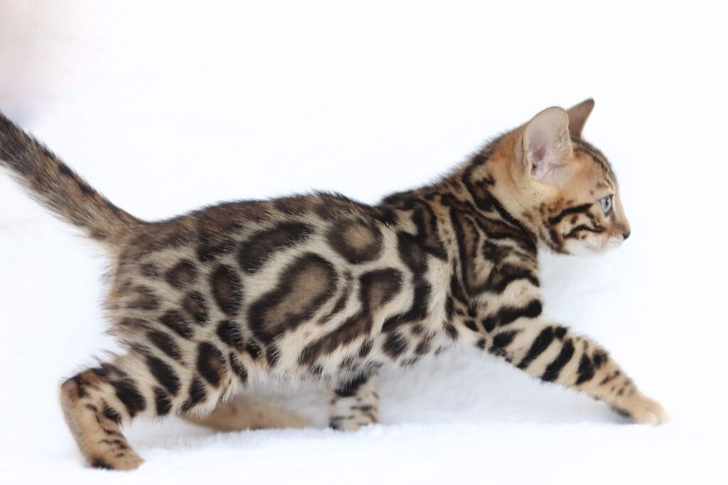 brown bengal