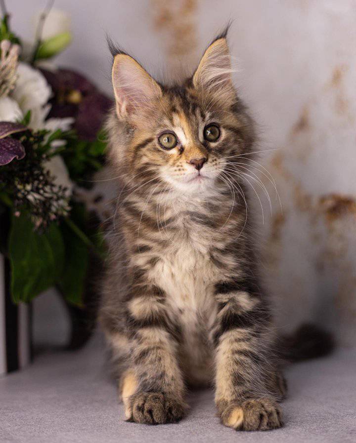 maine coon
