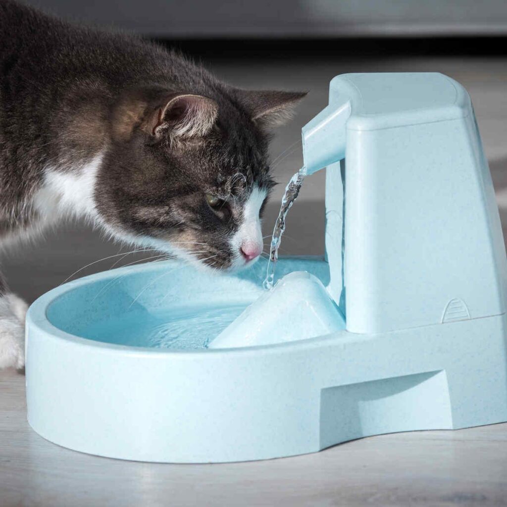 cat drinking fountain