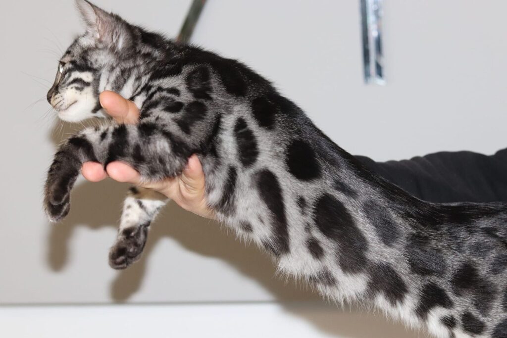 charcoal bengal kitten