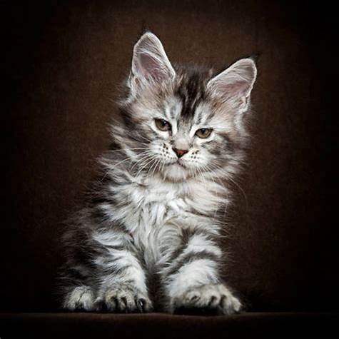 maine coon