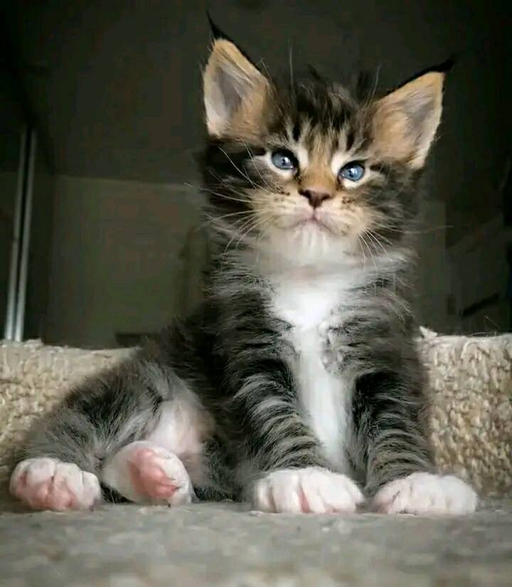 maine coon