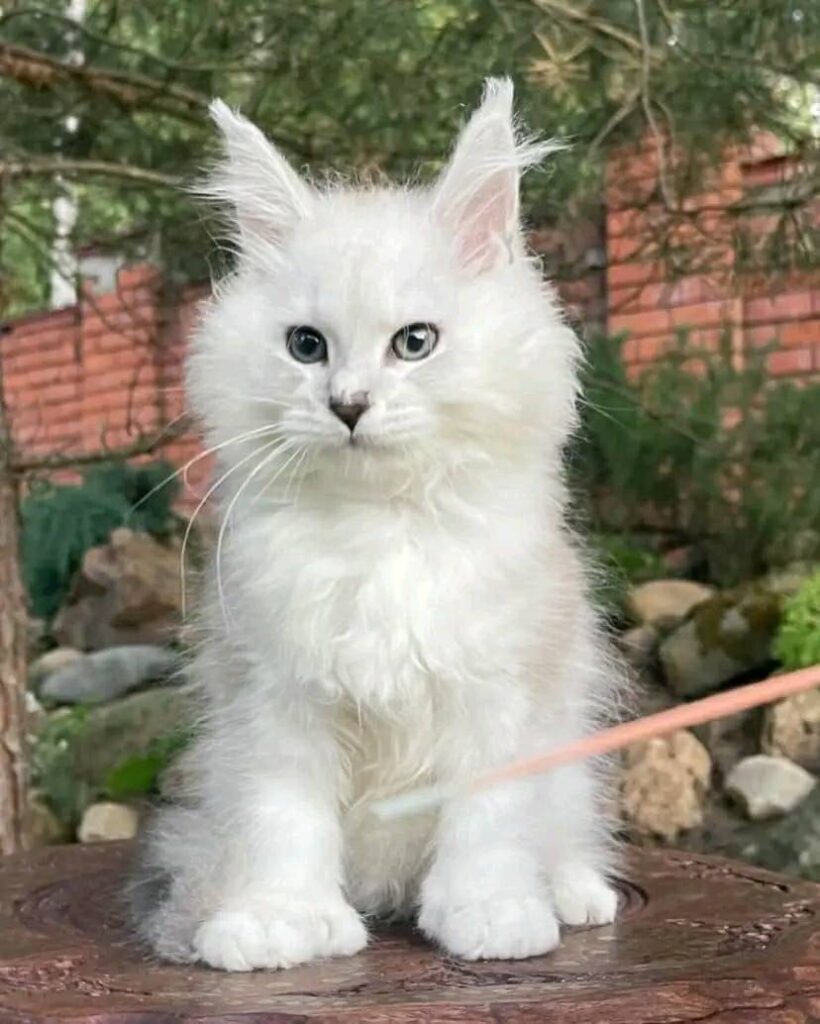 maine coon