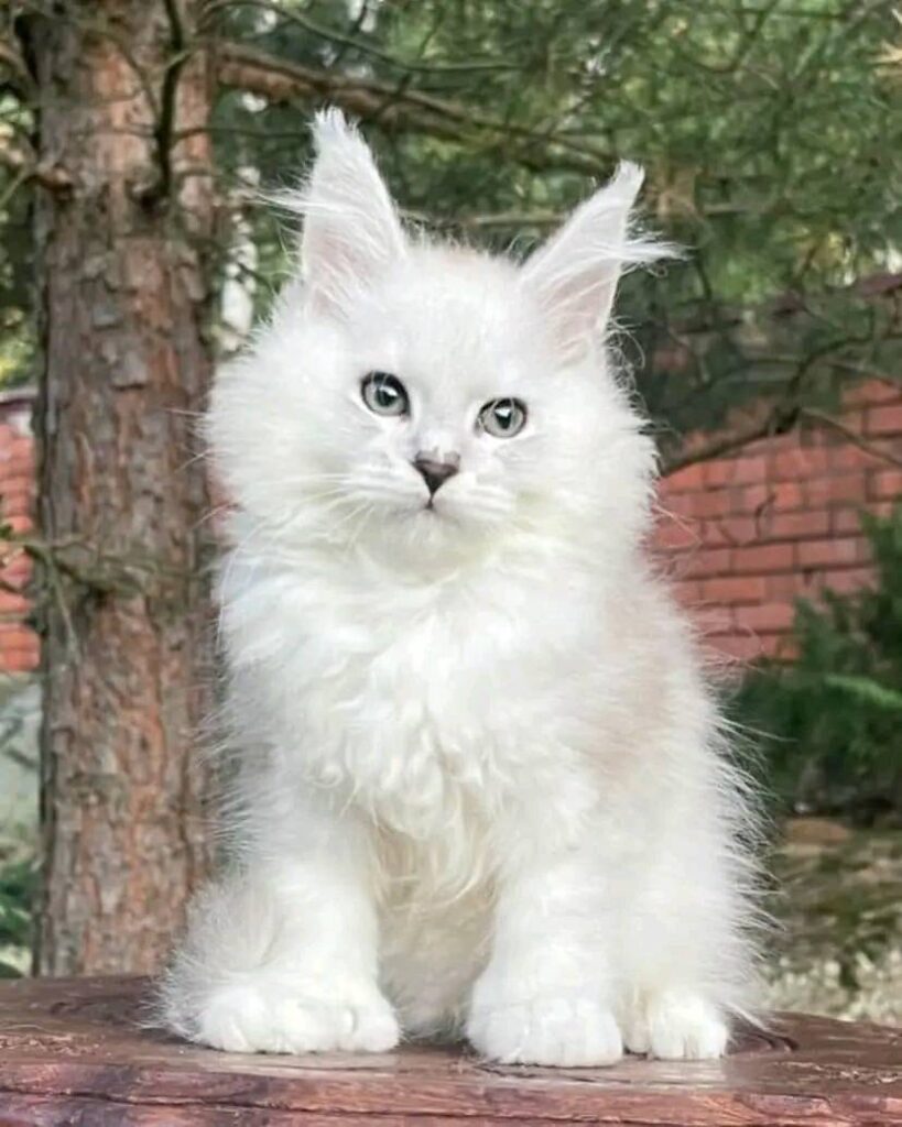 maine coon