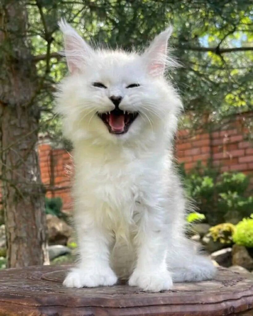 maine coon