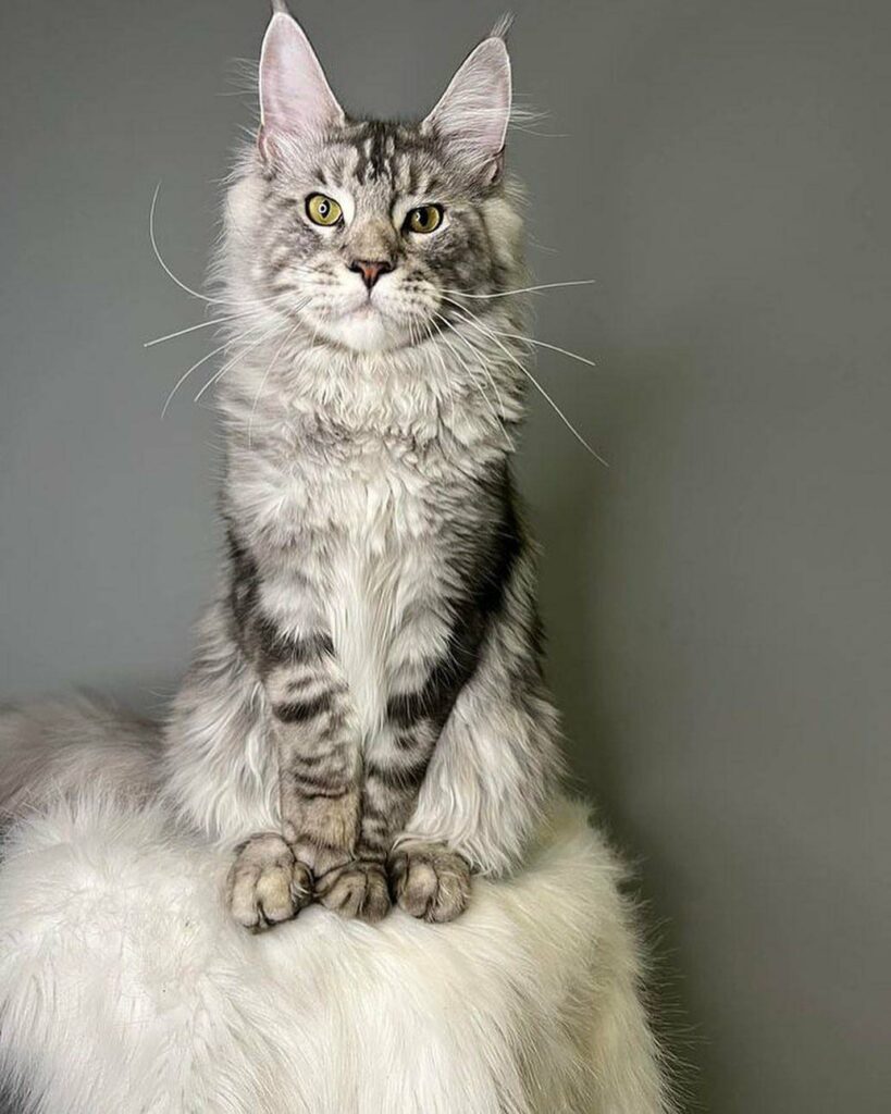 maine coon