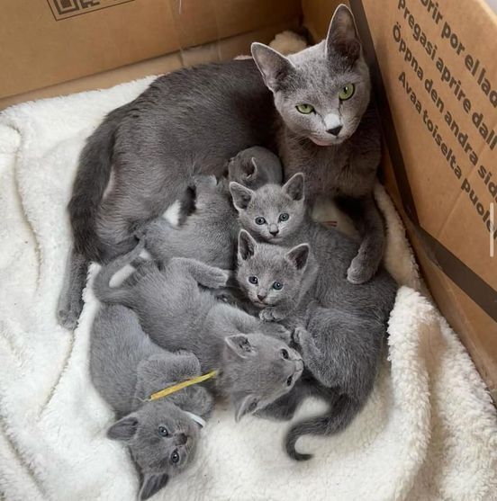 russian blue grey