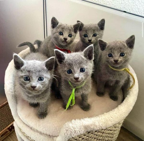 russian blue