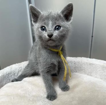 russian blue