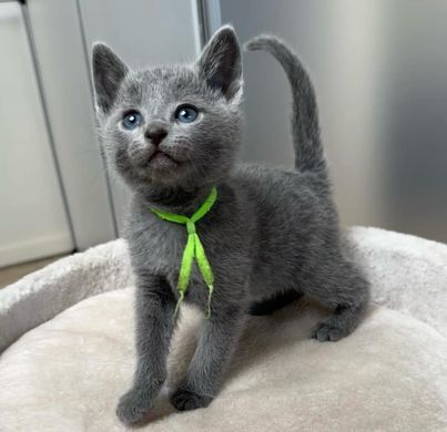 russian blue