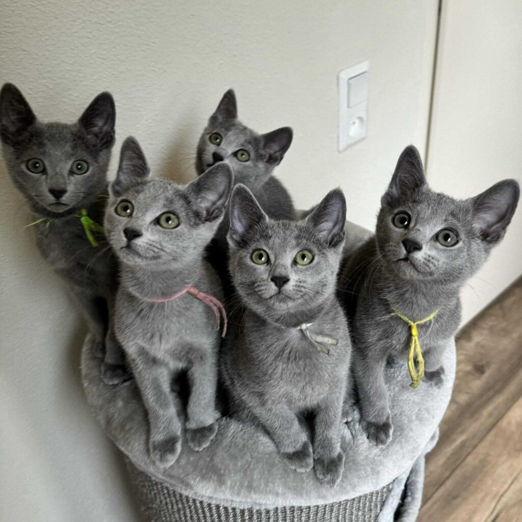 russian blue