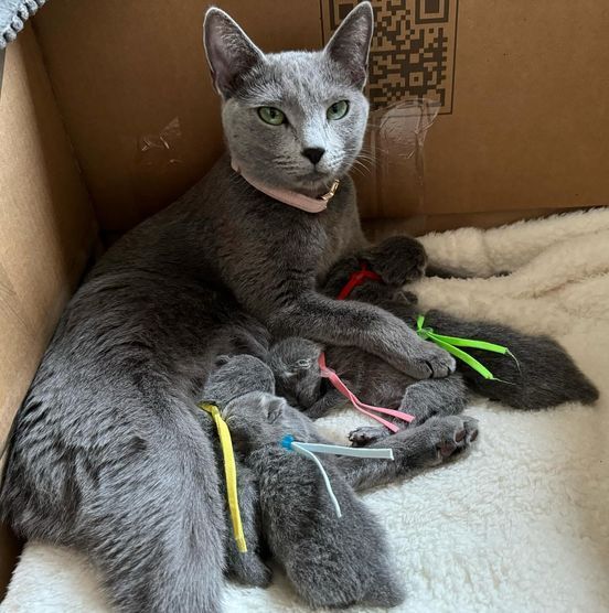 russian blue