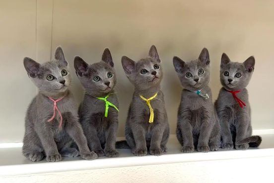 russian blue
