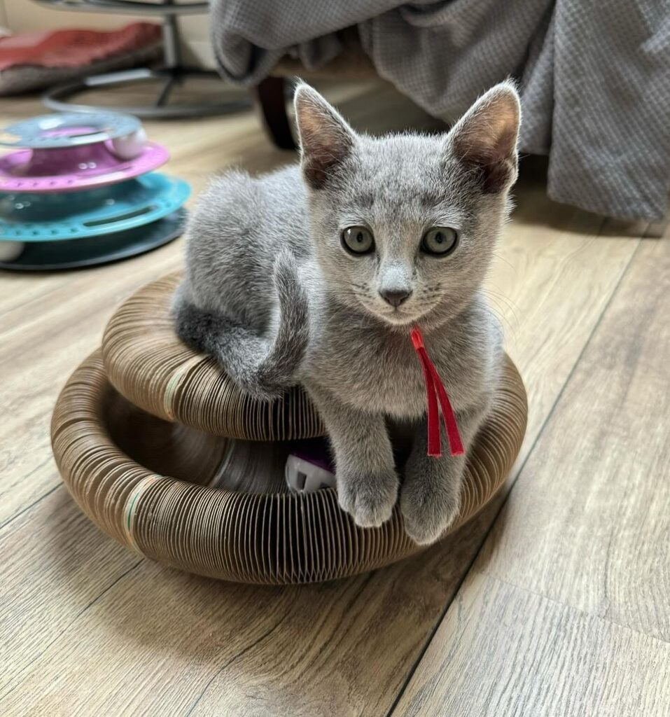 russian blue