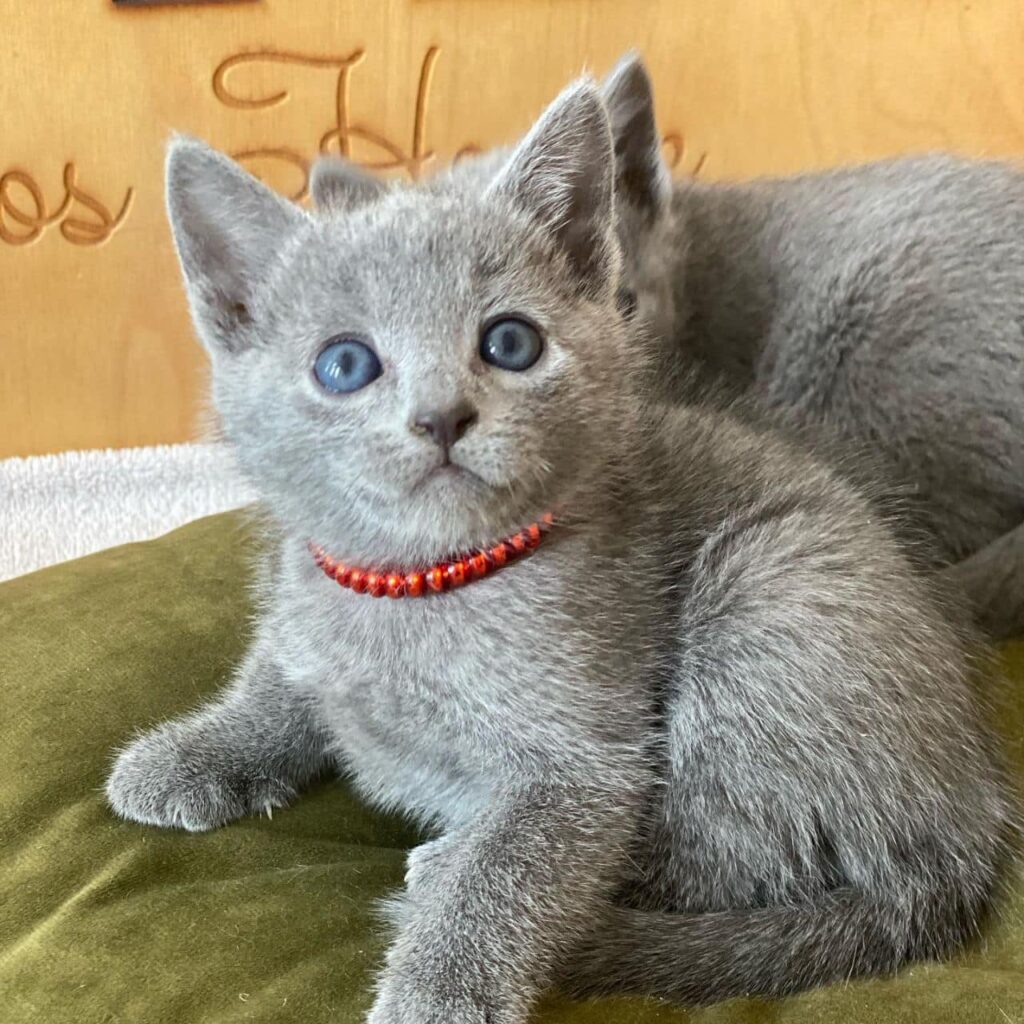 russian blue