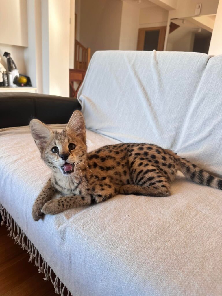 serval
