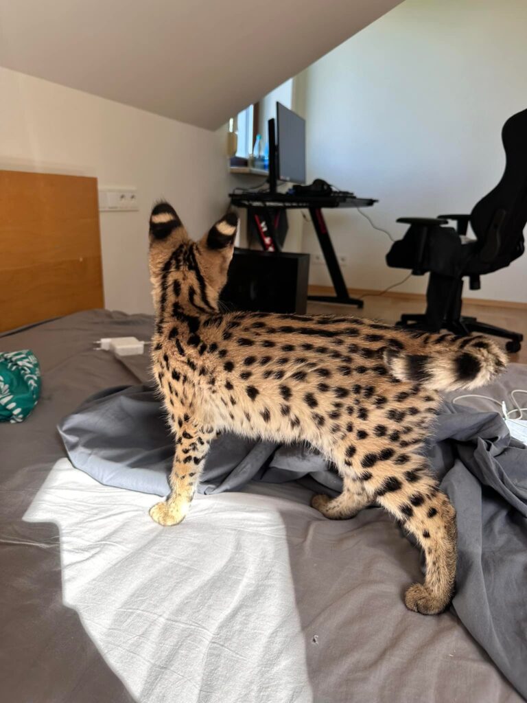 african serval
