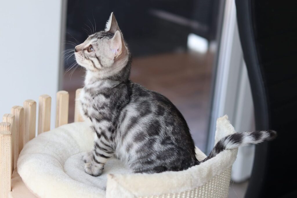 silver bengal