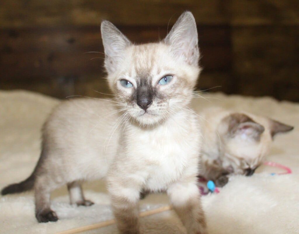 snow bengal